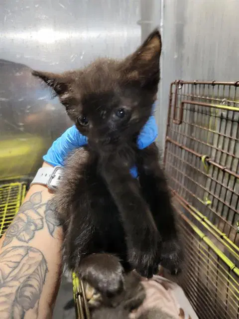 Floresita - Domestic Short Hair