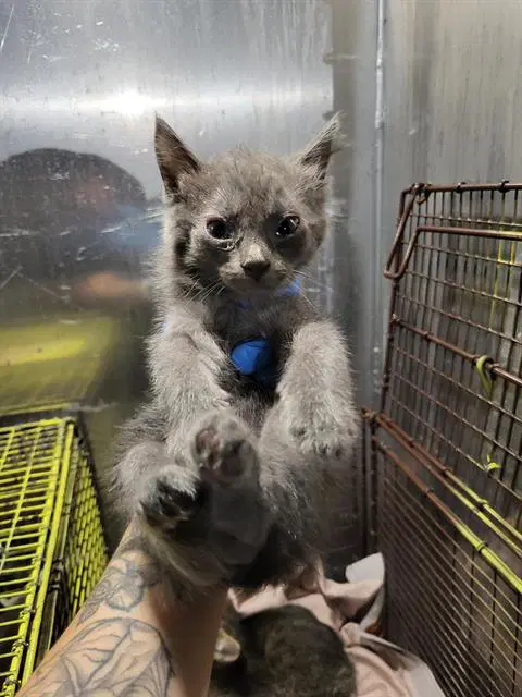 Grayson - Domestic Short Hair