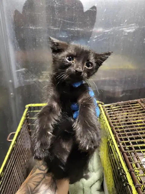 Mason - Domestic Short Hair