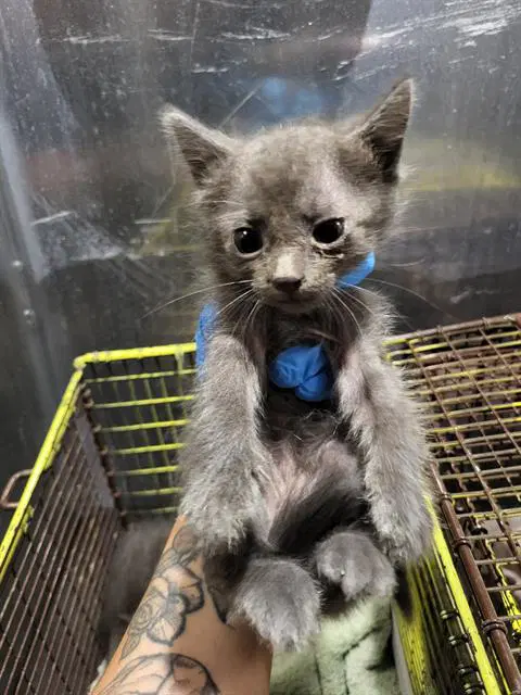 Mateo - Domestic Short Hair