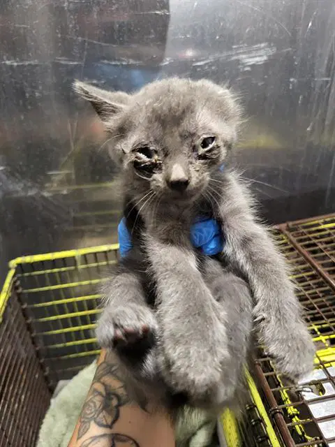 Oscar - Domestic Short Hair