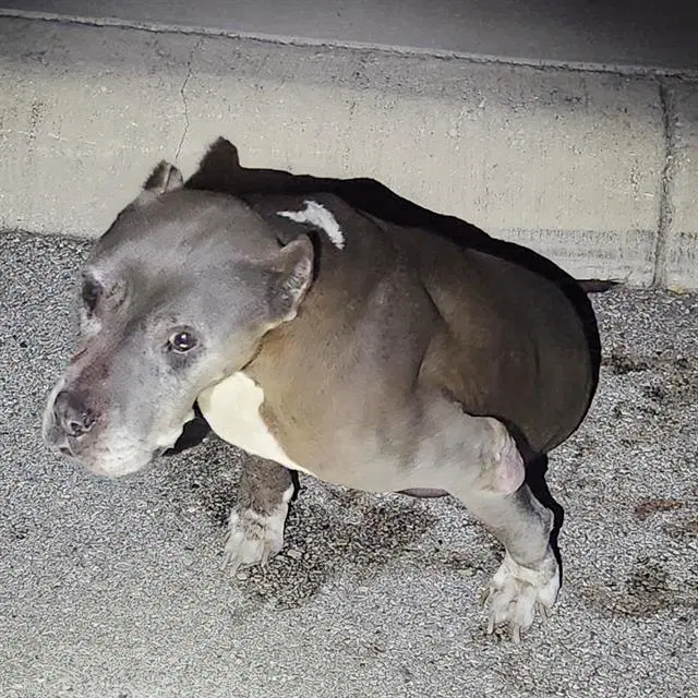 Dollie - American Staffordshire Terrier