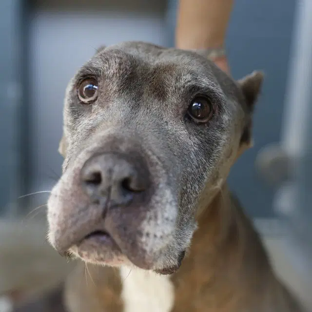 Dollie - American Staffordshire Terrier