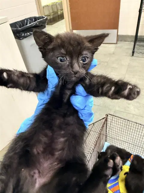 Salem - Domestic Short Hair