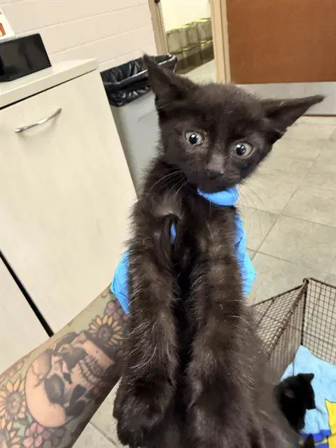 Wednesday - Domestic Short Hair