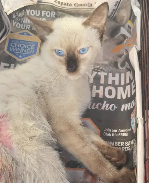 Simon - Siamese