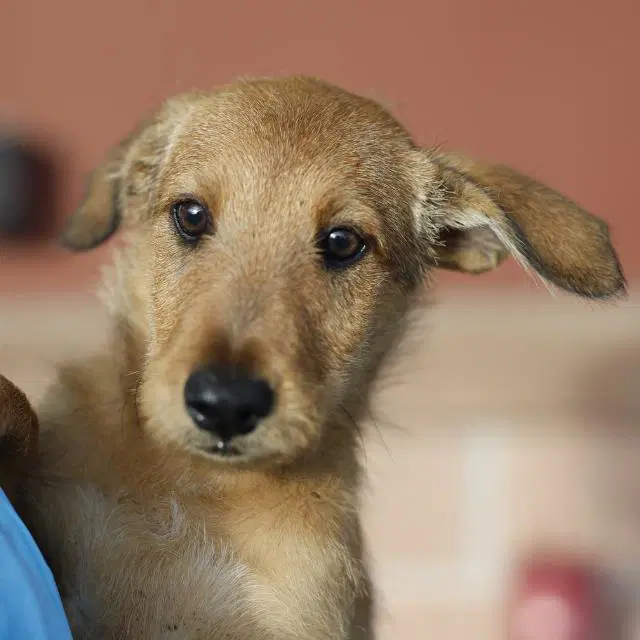 Chevy - Terrier