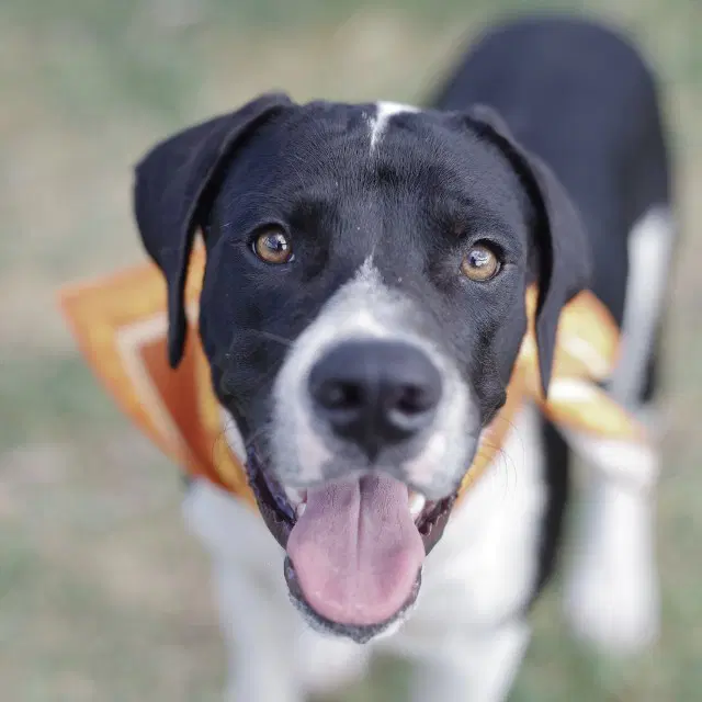 Leo - American Staffordshire Terrier