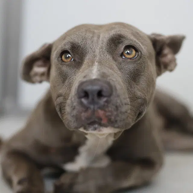 June - American Staffordshire Terrier