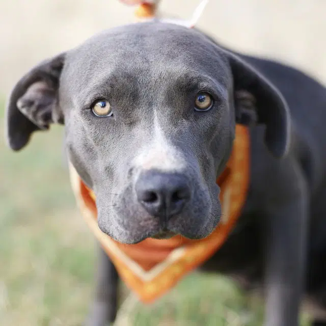 Nina - American Staffordshire Terrier