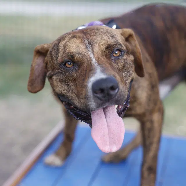 Nino - American Staffordshire Terrier