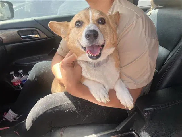 Elizabeth - Pembroke Welsh Corgi