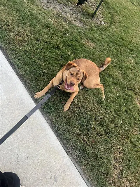 Graham - Labrador Retriever