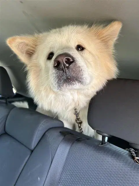Hunter - Samoyed