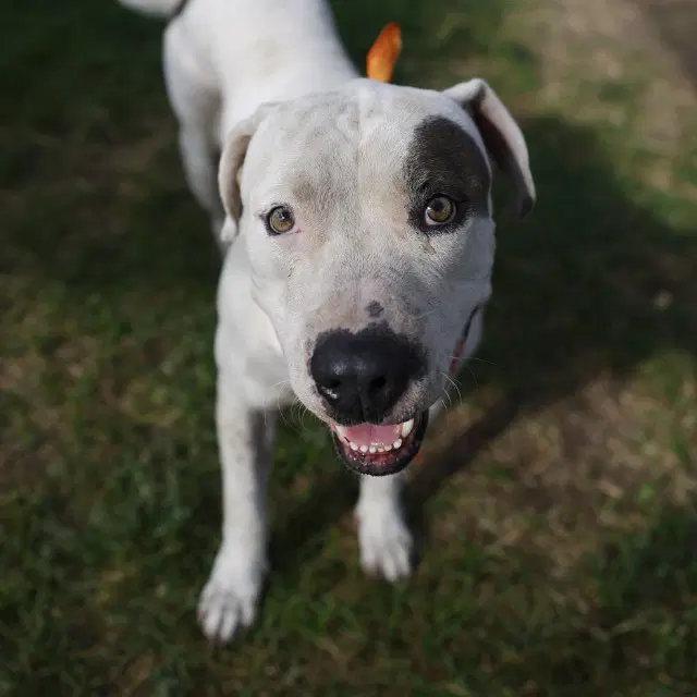 Tulio - American Staffordshire Terrier