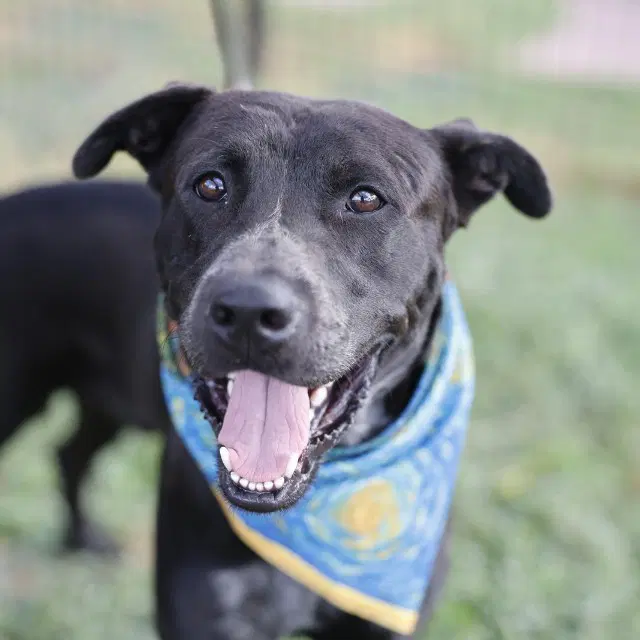 West - American Staffordshire Terrier