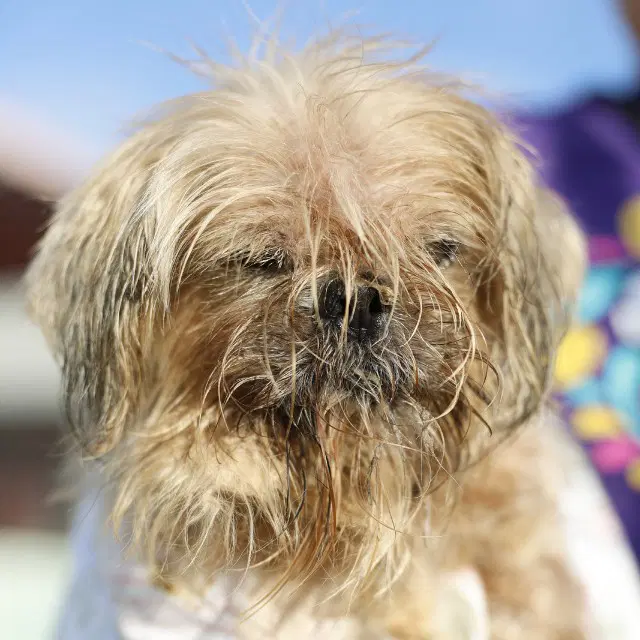 Blu - Shih Tzu