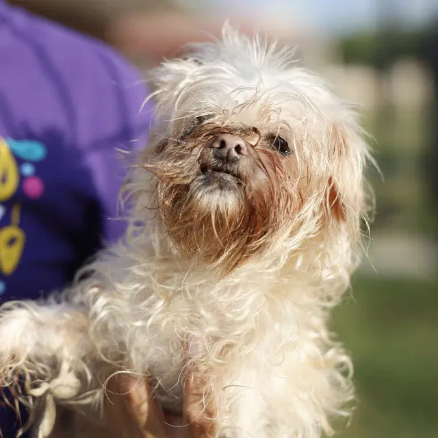 Jewel - Shih Tzu