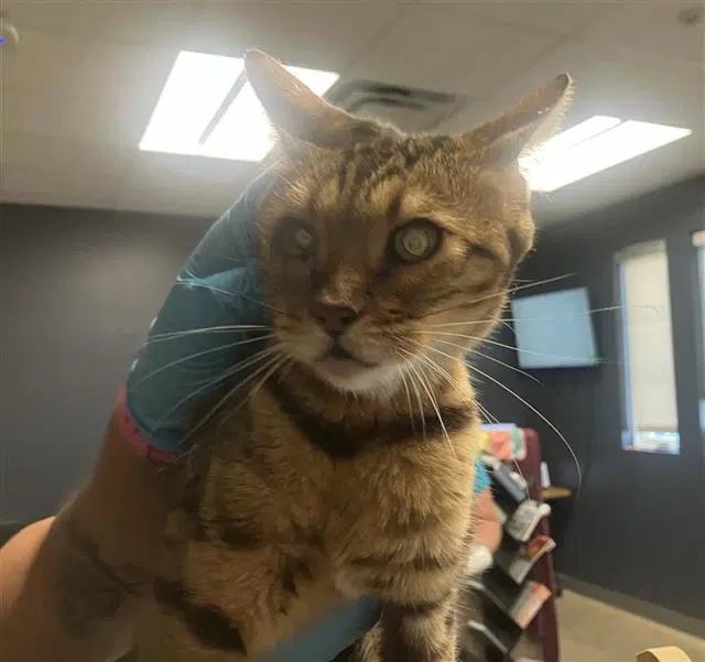 Coco - Bengal