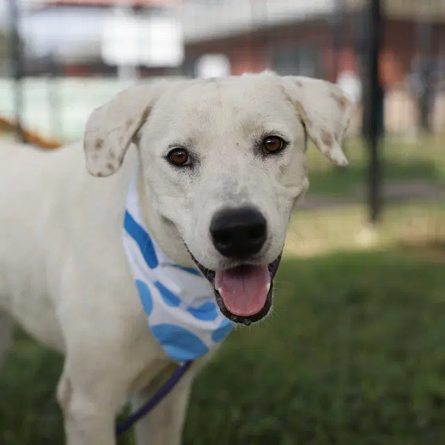Tiago - Labrador Retriever
