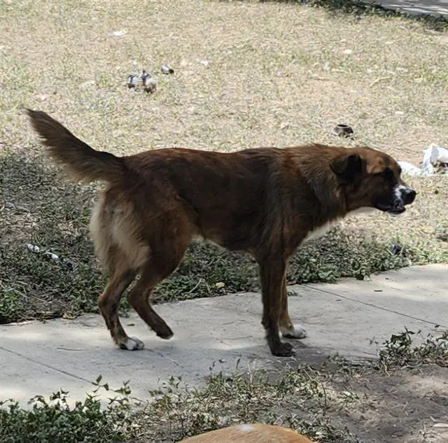 Korra - Australian Shepherd