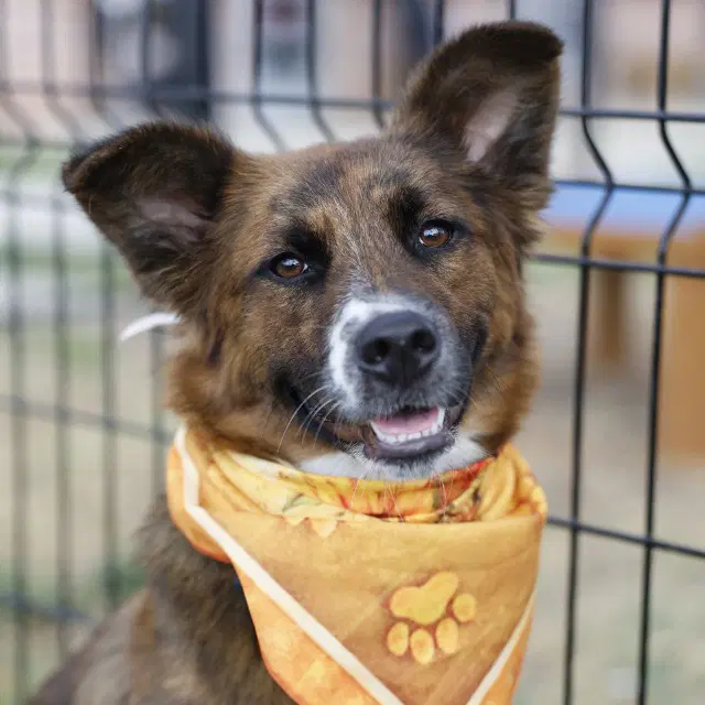 Korra - Australian Shepherd