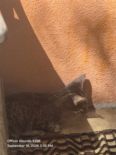 Bella - Domestic Short Hair