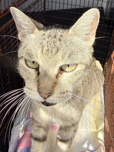 Unknown - Domestic Short Hair