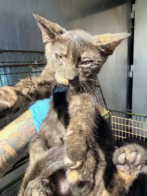 Unknown - Domestic Short Hair
