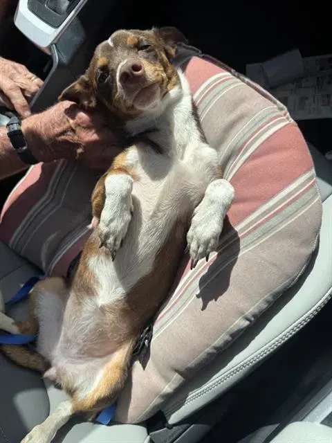 Molly - Chihuahua