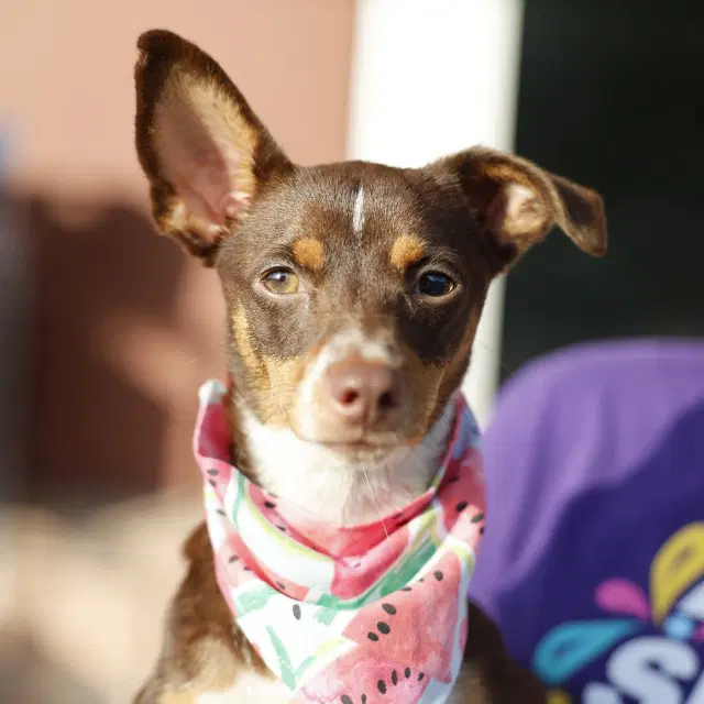 Molly - Chihuahua