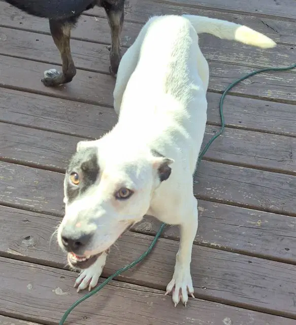 Natasha - Terrier