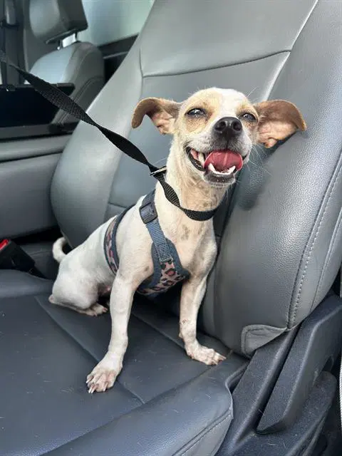 Frida - Chihuahua