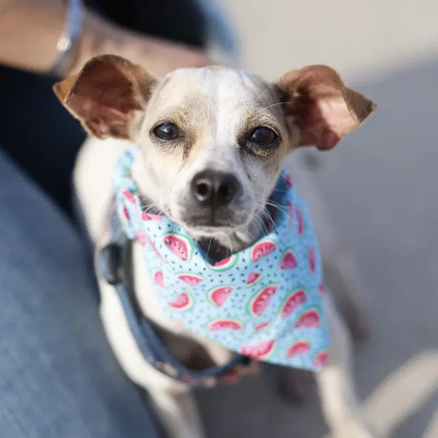 Frida - Chihuahua