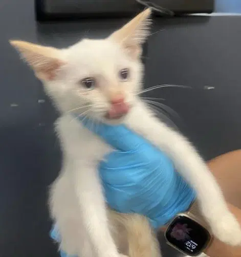 Bubbles - Domestic Short Hair