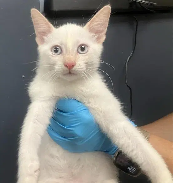 Blossom - Domestic Short Hair