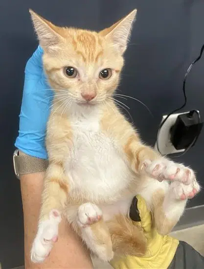 Butttercup - Domestic Short Hair