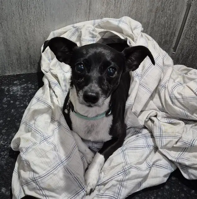 Princess - Chihuahua