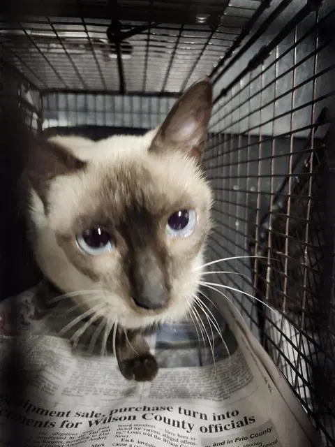 Tina - Siamese