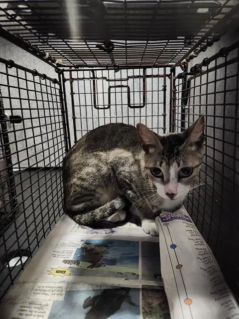 Louise - Domestic Short Hair