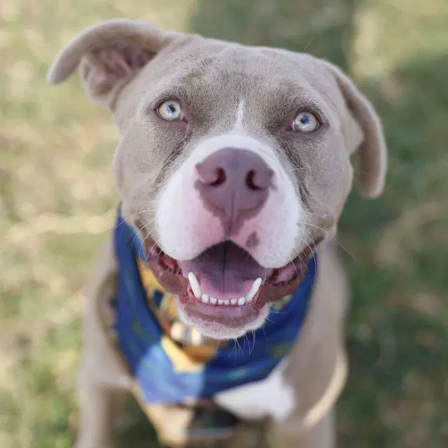 Smokey - American Staffordshire Terrier