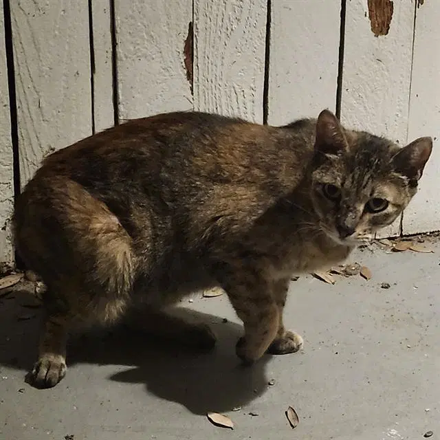 Stacey - Domestic Short Hair
