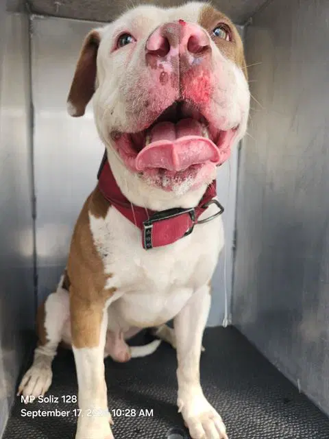 Homie D - American Bulldog