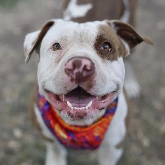 Homie D - American Bulldog