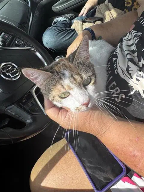 Gracie - Domestic Medium Hair