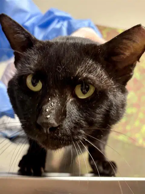 Ichabod - Domestic Short Hair