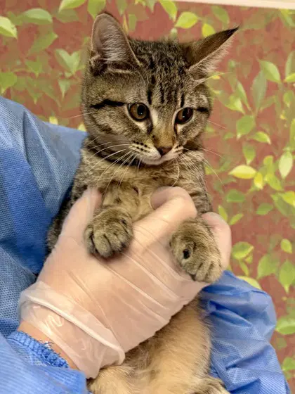 Briar - Domestic Short Hair