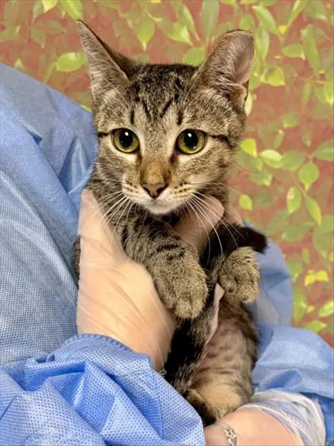 Sabrina - Domestic Short Hair