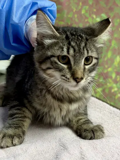 Hunter - Domestic Short Hair