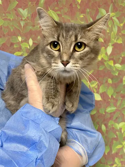 Scarlet - Domestic Short Hair